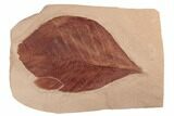 Red Fossil Hickory Leaf (Carya) - Montana #189058-1